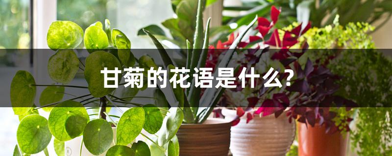 甘菊的花语是什么?