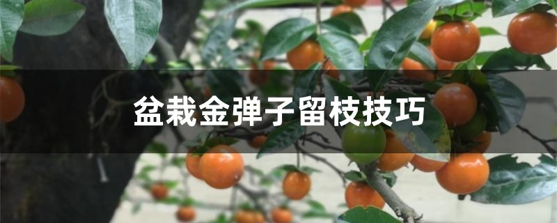 盆栽金弹子留枝技巧