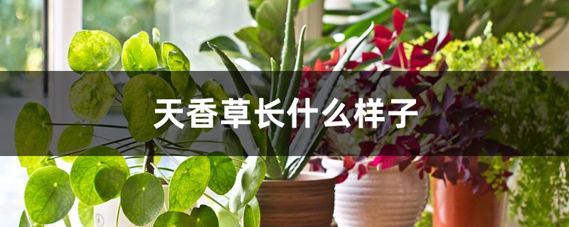 天香草长什么样子