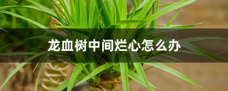 龙血树中间烂心怎么办