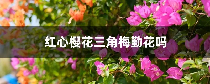 红心樱花三角梅勤花吗