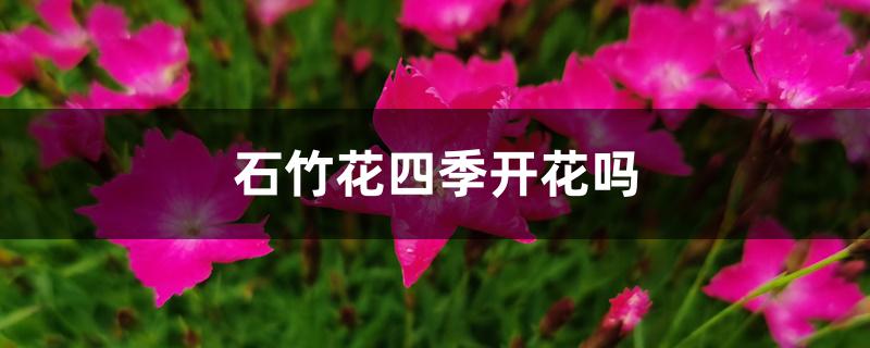 石竹花四季开花吗