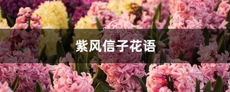 紫风信子花语