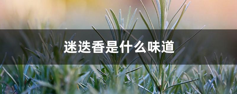 迷迭香是什么味道