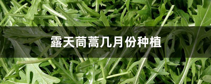 露天茼蒿几月份种植