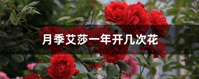 月季艾莎一年开几次花