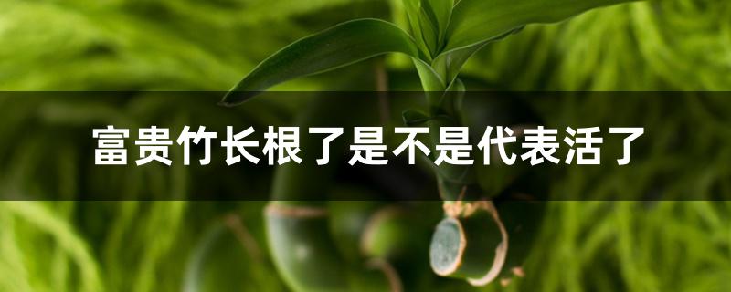 富贵竹长根了是不是代表活了