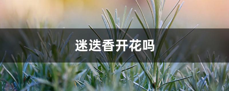 迷迭香开花吗