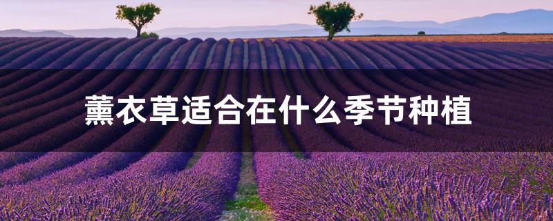 薰衣草适合在什么季节种植