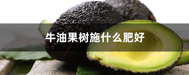 牛油果树施什么肥好