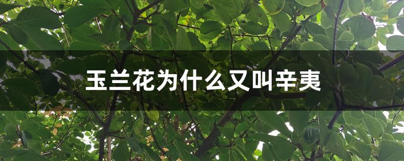 玉兰花为什么又叫辛夷
