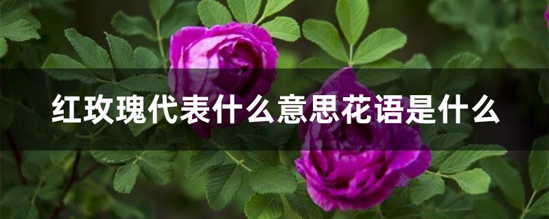 红玫瑰代表什么意思花语是什么