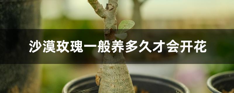 沙漠玫瑰一般养多久才会开花