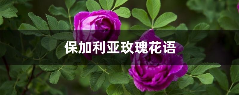 保加利亚玫瑰花语