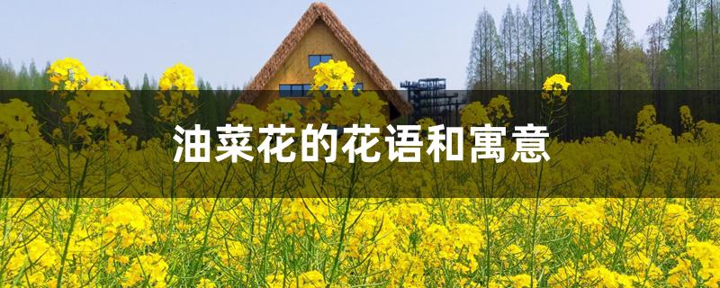 油菜花的花语和寓意