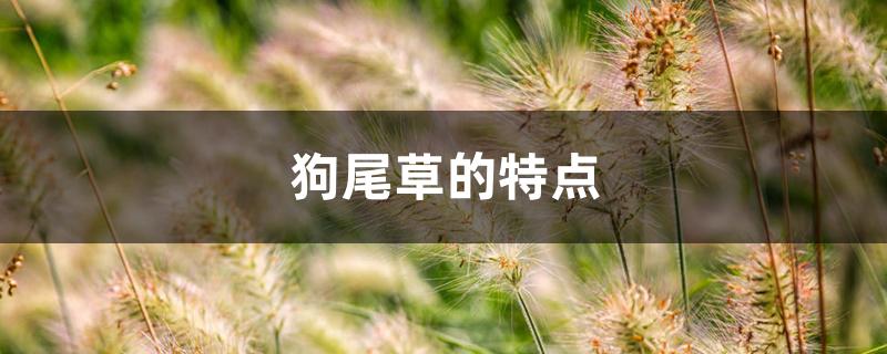 狗尾草的特点