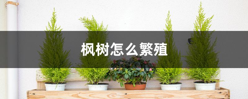 枫树怎么繁殖