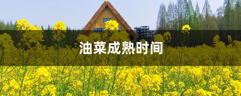 油菜成熟时间 油菜成熟时间