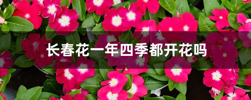 长春花一年四季都开花吗