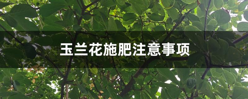 玉兰花施肥注意事项