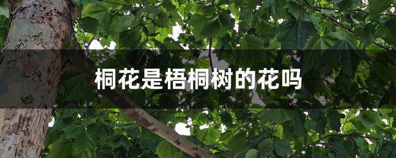 桐花是梧桐树的花吗