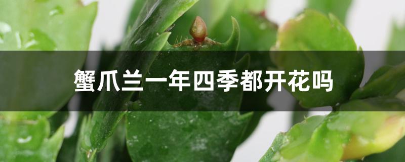 蟹爪兰一年四季都开花吗