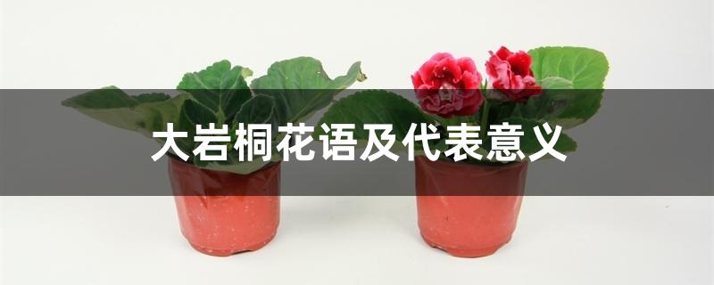 大岩桐花语及代表意义