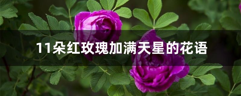 11朵红玫瑰加满天星的花语