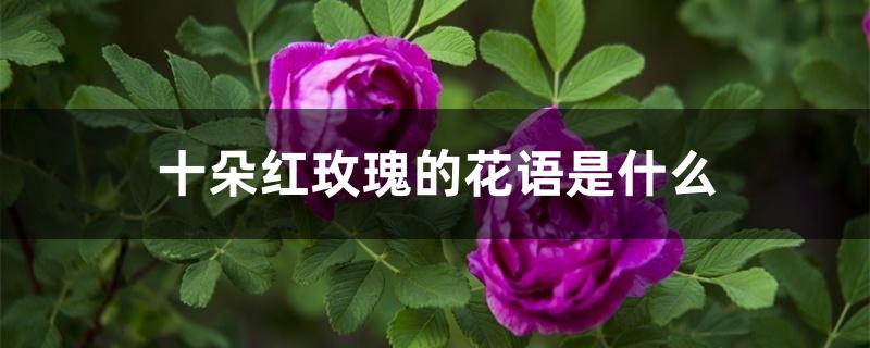 十朵红玫瑰的花语是什么