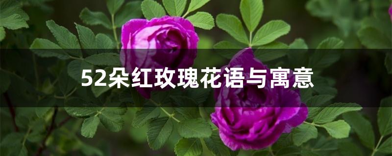 52朵红玫瑰花语与寓意 52朵红玫瑰花语与寓意