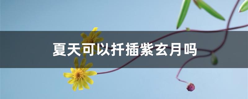 夏天可以扦插紫玄月吗 夏天可以扦插紫玄月吗