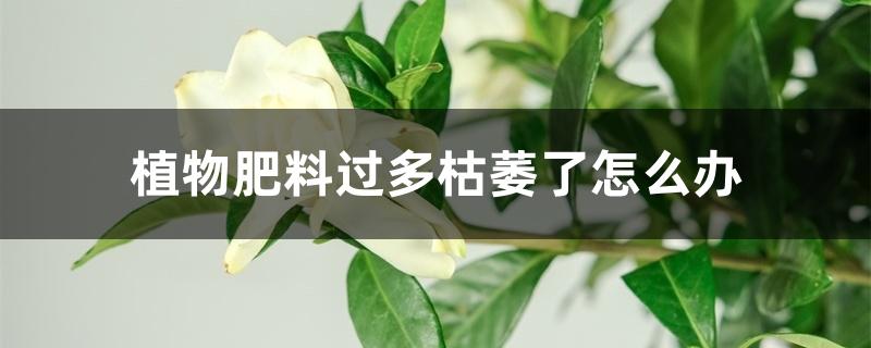 植物肥料过多枯萎了怎么办