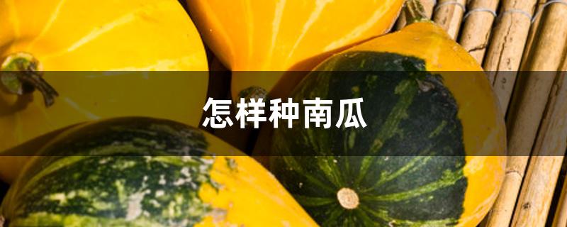 怎样种南瓜