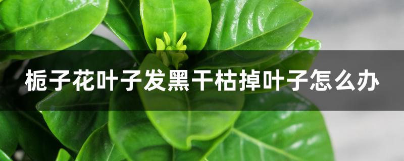 栀子花叶子发黑干枯掉叶子怎么办