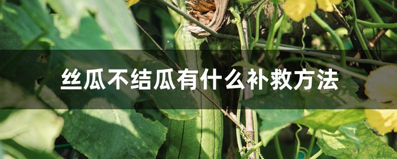 丝瓜不结瓜有什么补救方法 丝瓜不结瓜有什么补救方法