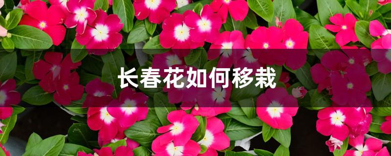 长春花如何移栽