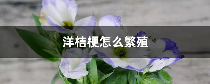 洋桔梗怎么繁殖