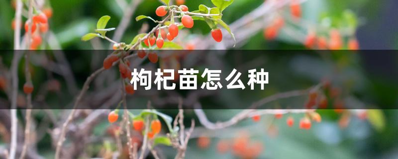 枸杞苗怎么种