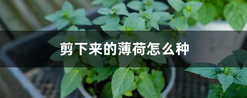 剪下来的薄荷怎么种