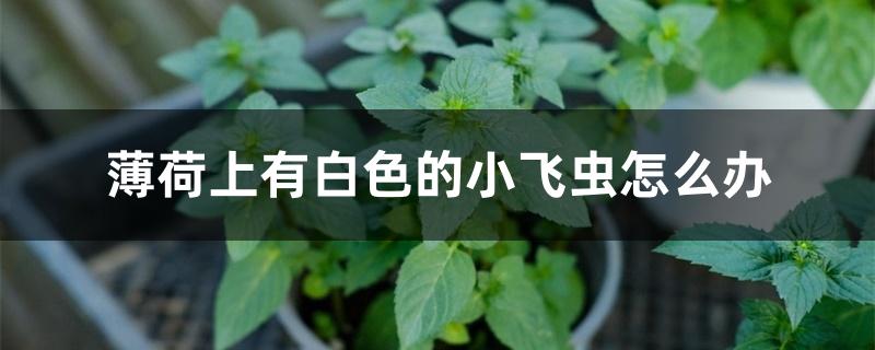 薄荷上有白色的小飞虫怎么办