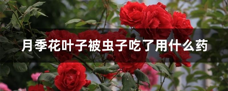 月季花叶子被虫子吃了用什么药