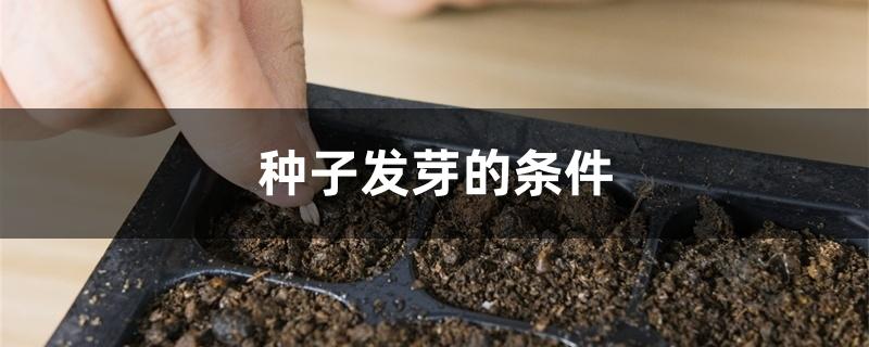 种子发芽的条件 种子发芽的条件