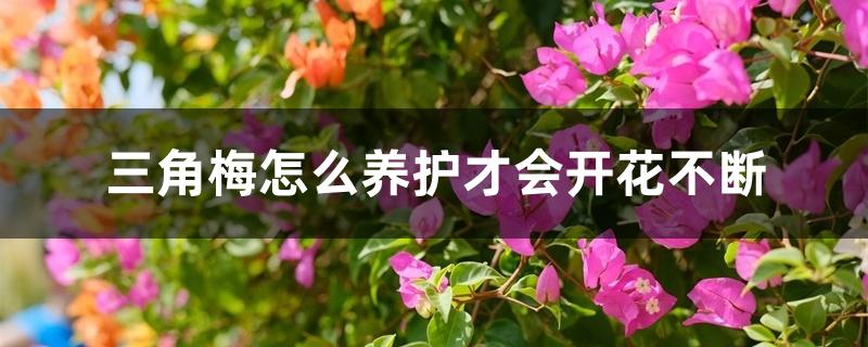 三角梅怎么养护才会开花不断