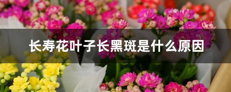 长寿花叶子长黑斑是什么原因