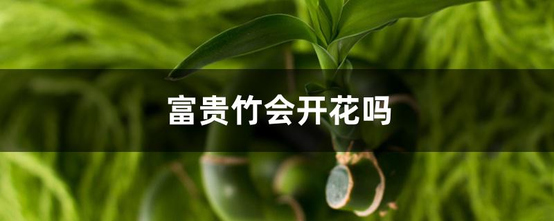 富贵竹会开花吗,富贵竹开花意味着什么