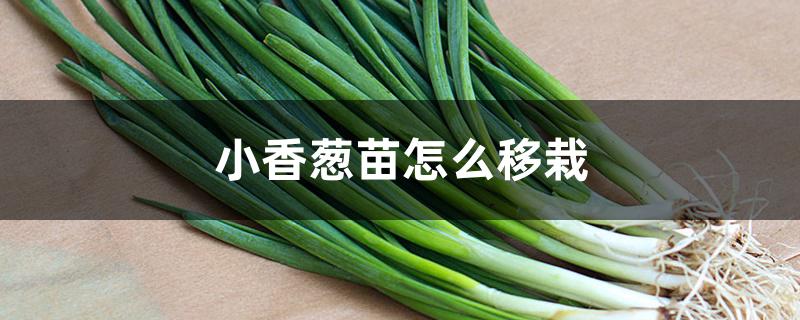 小香葱苗怎么移栽