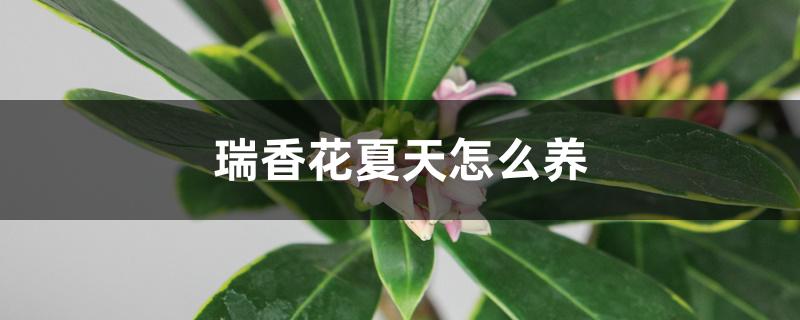 瑞香花夏天怎么养