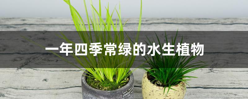 一年四季常绿的水生植物