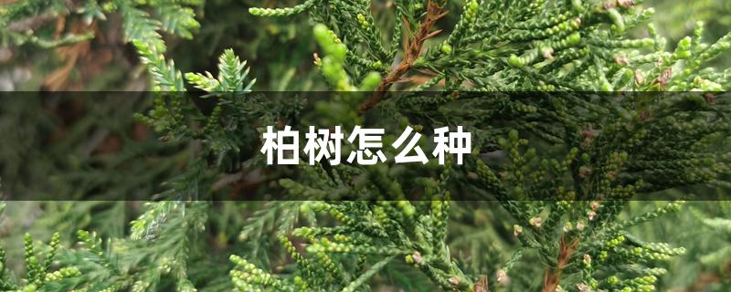 柏树怎么种