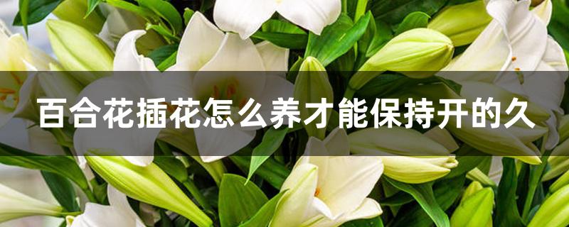 百合花插花怎么养才能保持开的久